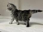 Female Maine Coon Kittens