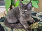 Maine Coon Blue Male