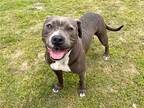 Adopt GERTIE a Gray/Blue/Silver/Salt & Pepper Pit Bull Terrier / Mixed dog in