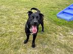 Adopt ATTICUS a Labrador Retriever / Mixed dog in Tustin, CA (41285040)