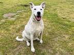 Adopt SPLENDA a White Dalmatian / Australian Cattle Dog / Mixed dog in Tustin