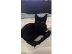 Adopt Dewey a All Black Domestic Mediumhair / Mixed (medium coat) cat in