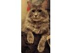 Adopt Wulf a Gray or Blue Domestic Longhair / Mixed (long coat) cat in Suwanee