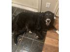 Adopt Lily a Black - with White Border Collie / Golden Retriever / Mixed dog in