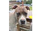 Adopt Rhine a American Pit Bull Terrier / Mixed dog in Ridgely, MD (41294890)