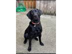 Adopt Marlo a Black Labrador Retriever / Mixed dog in Galt, CA (41093344)