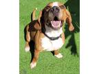 Adopt Chase a Red/Golden/Orange/Chestnut - with White Beagle / Mixed dog in San