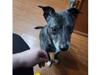 Adopt Caspian a Brindle Mutt / Mixed dog in Orlando, FL (41294868)
