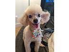 Adopt Taco a Tan/Yellow/Fawn Poodle (Toy or Tea Cup) / Mixed dog in Chicago