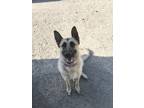 Adopt Xena a Black - with White German Shepherd Dog / Mixed dog in Hayden