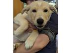 Adopt Cookie - Dark Blue Collar - AVAILABLE a Tan/Yellow/Fawn Mixed Breed