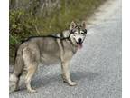 Adopt FREYA a Gray/Blue/Silver/Salt & Pepper Husky / Mixed dog in Wellington