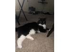 Adopt Layla a Black & White or Tuxedo Domestic Longhair / Mixed (long coat) cat
