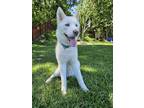Adopt Tyr a White Siberian Husky / Mixed dog in Winter Springs, FL (41294688)