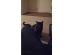 Adopt Buddy a All Black Domestic Mediumhair / Mixed (medium coat) cat in Omaha