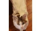 Adopt Sunflower a White (Mostly) Domestic Mediumhair / Mixed (long coat) cat in
