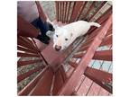 Adopt Scrappy a White American Pit Bull Terrier / Mixed dog in Winston Salem