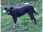 Adopt FANCY a Black Mixed Breed (Medium) / Mixed dog in benton, TN (39907128)