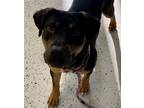 Adopt Fergus a Black Mixed Breed (Medium) / Mixed dog in Glasgow, KY (41294700)