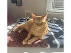 Adopt Sunny a Orange or Red Tabby Tabby / Mixed (short coat) cat in Plymouth