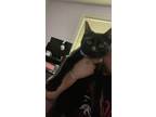 Adopt Nova a All Black American Shorthair / Mixed (short coat) cat in Gresham