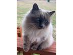 Adopt Victoria a Gray or Blue (Mostly) Domestic Longhair / Mixed (long coat) cat