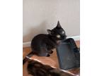 Adopt Paul a All Black Domestic Shorthair / Mixed (short coat) cat in Vallejo