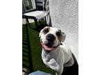 Adopt Breck a White - with Brown or Chocolate American Pit Bull Terrier /