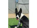 Adopt Rizzo a Black Shepherd (Unknown Type) / Mixed dog in Fresno, CA (41029781)