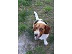Adopt Ario a Tricolor (Tan/Brown & Black & White) Beagle / Mixed dog in