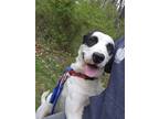 Adopt Domino a White English Setter / Mixed dog in Greenville, PA (41171160)