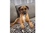 Adopt Cali the sweetest girl a Brown/Chocolate - with White Black Mouth Cur /