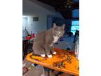 Adopt Smokey a Gray or Blue Domestic Shorthair / Mixed (short coat) cat in South