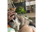 Adopt Maple a Calico or Dilute Calico Domestic Longhair (long coat) cat in