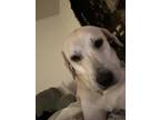 Adopt Layla a Tan/Yellow/Fawn - with White Labrador Retriever / Mixed dog in San