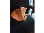 Adopt Toy a Orange or Red (Mostly) Domestic Shorthair / Mixed (short coat) cat