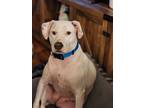 Adopt Millie a Merle American Staffordshire Terrier / Mixed dog in Williamston