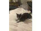 Adopt Gary a Gray or Blue Domestic Shorthair / Mixed (short coat) cat in