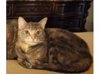 Adopt Remy a Tortoiseshell Domestic Shorthair / Mixed (short coat) cat in Alvin