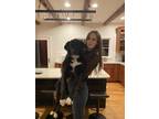 Adopt Mowgli a Black - with White Border Collie / Mixed dog in Cincinnati