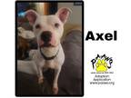 Adopt Axel a White American Pit Bull Terrier / Mixed Breed (Medium) / Mixed