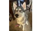 Adopt Gus a White - with Black Husky / Mixed dog in Kentwood, MI (41294483)