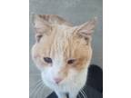 Adopt Baker a Orange or Red Tabby American Shorthair / Mixed (short coat) cat in