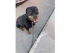 Adopt Zaza a Black - with Tan, Yellow or Fawn Rottweiler / Rottweiler / Mixed