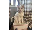 Adopt Shiro a White American Shorthair / Mixed (medium coat) cat in Strathmore