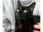 Adopt Raven a All Black Domestic Longhair / Mixed (long coat) cat in San