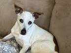 Adopt Maddie a White - with Brown or Chocolate Jack Russell Terrier / Mixed dog