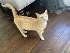 Adopt Reyna a Orange or Red Tabby Tabby / Mixed (short coat) cat in San Antonio