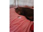 Adopt Nyla a Brown Tabby Tabby / Mixed (short coat) cat in Fort Wayne