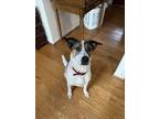 Adopt Georgia a White - with Brown or Chocolate Australian Cattle Dog / Mixed
